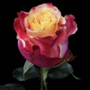 3D Roses