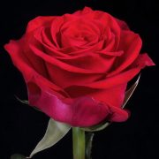 Checkmate Roses