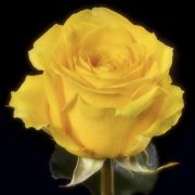 Dark Mohana Roses