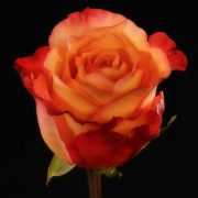 Encanto Roses