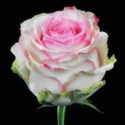 Esperance Roses