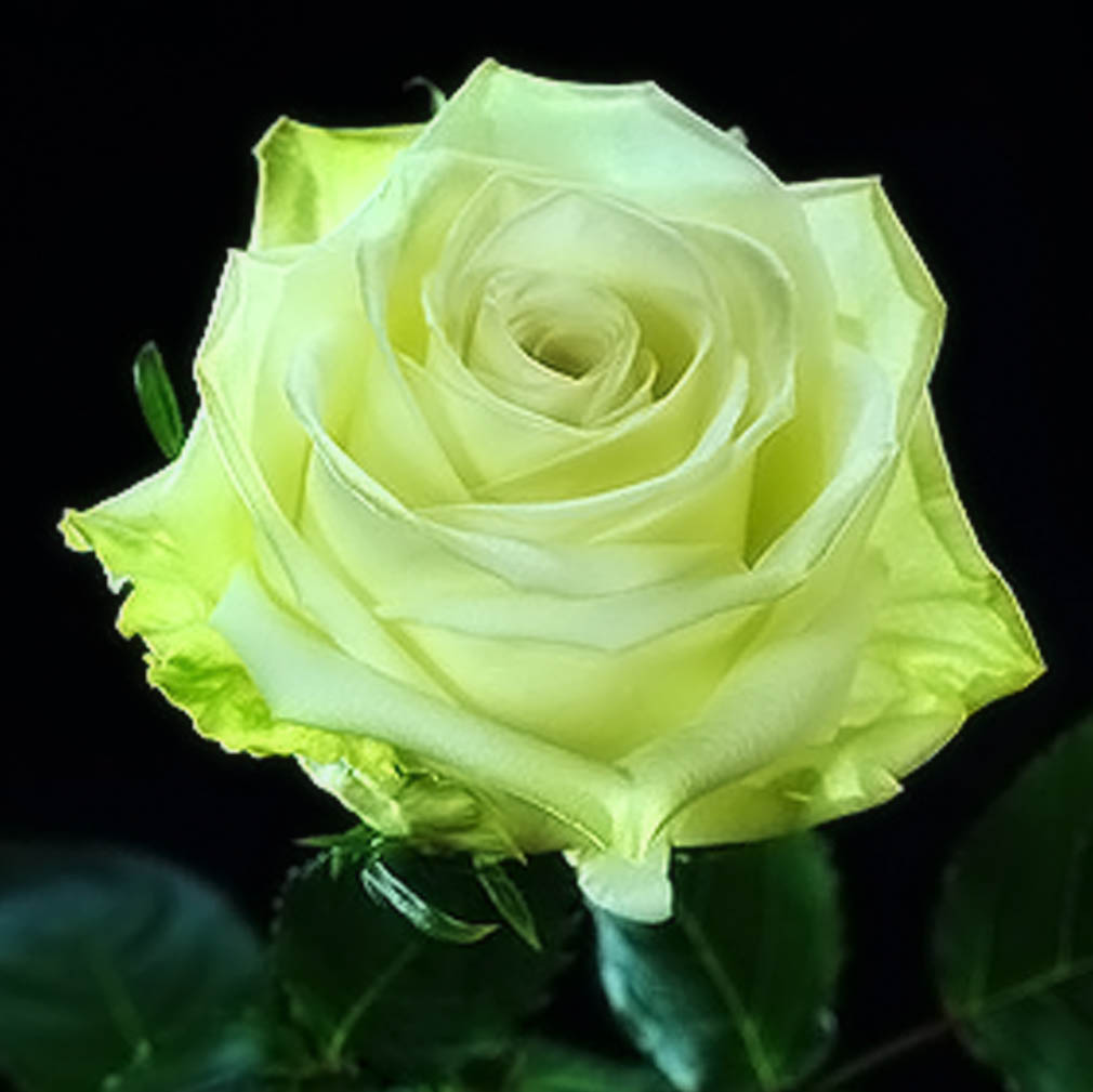 https://www.rosesandsmiles.com/wp-content/uploads/2016/08/Green-Tea-Roses-1-3.jpg