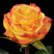 High and Flame Roses