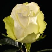 High and Peace Roses