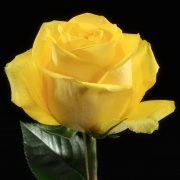 Latina Roses