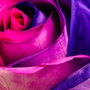 Purple and White