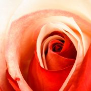 White and Red