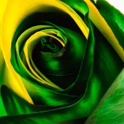 Green and Yellow