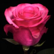 Stiletto Roses