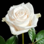 Vendela Roses