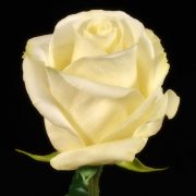 White Chocolate Roses