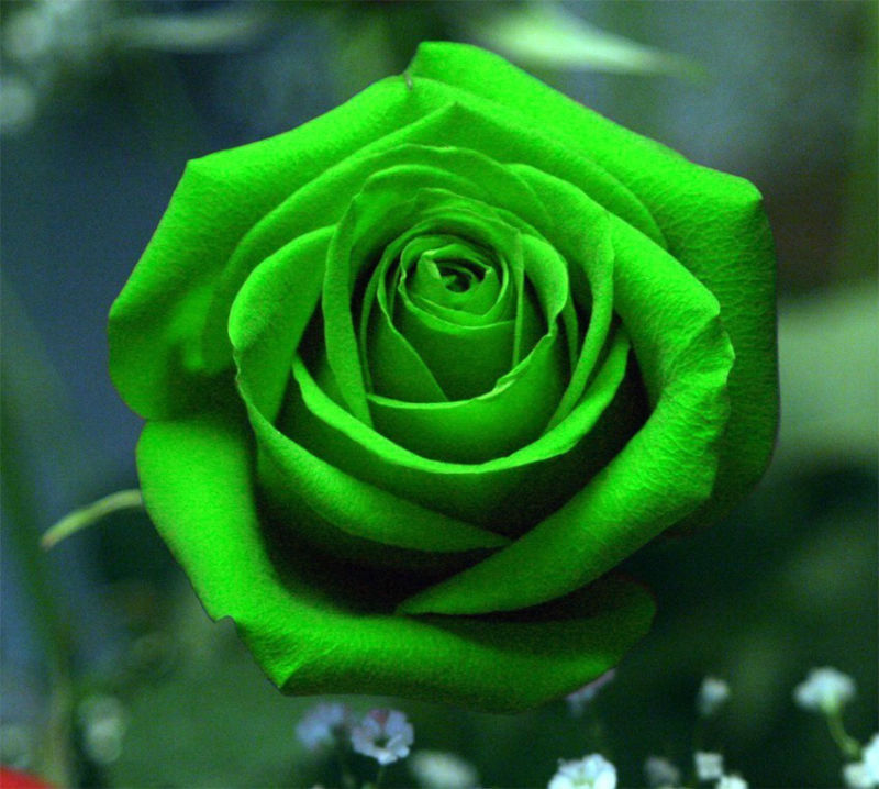 Verte model rose Famille Rose
