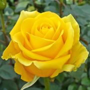 Yellow Farm Choice Roses