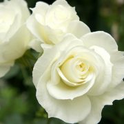 White Farm Choice Roses