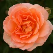 Peach Farm Choice Roses